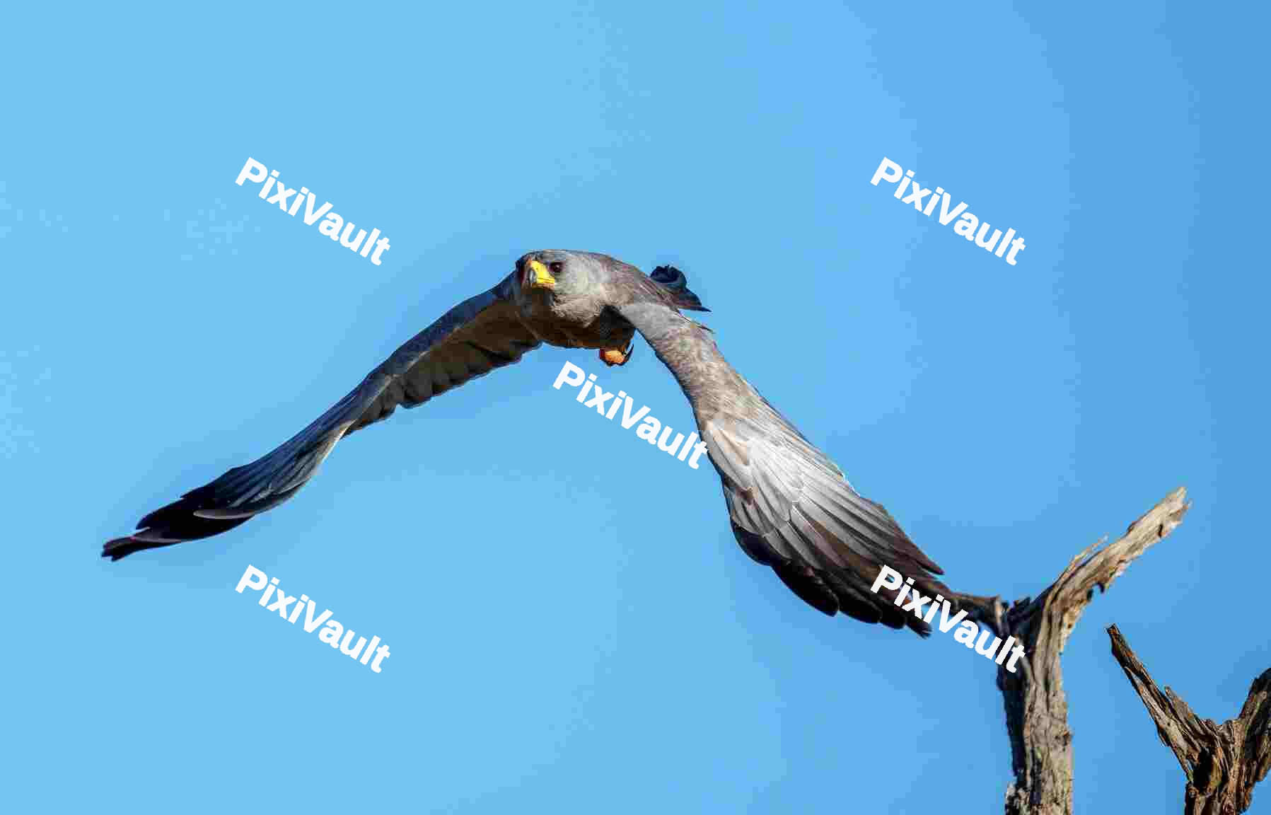 Hawk flying over a blue sky